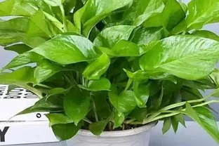 入秋後給黃金葛喂點 「它」，年後花開不斷，葉子綠油油，新芽串不停