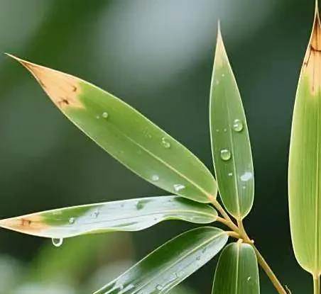 竹子葉子尖乾枯怎麼辦?5大原因+解決方法,養竹必看!