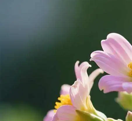 花離開水能活多久?3招延長觀賞期更真實