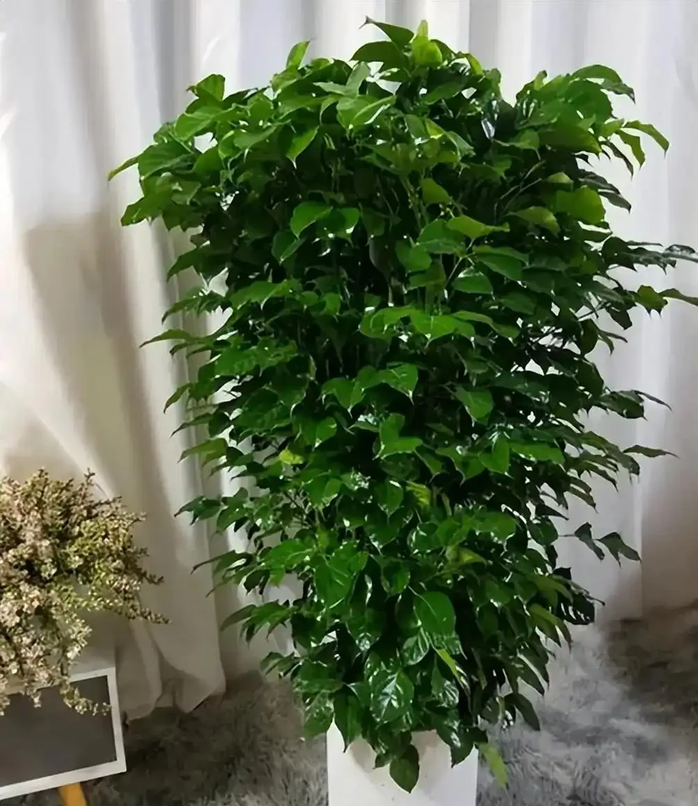 幸福樹光照養護指南:喜光怕暴曬,間接光才是最佳選擇