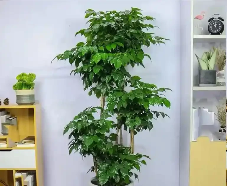 幸福樹徒長別愁!教你3招,株型緊湊,葉片翠綠