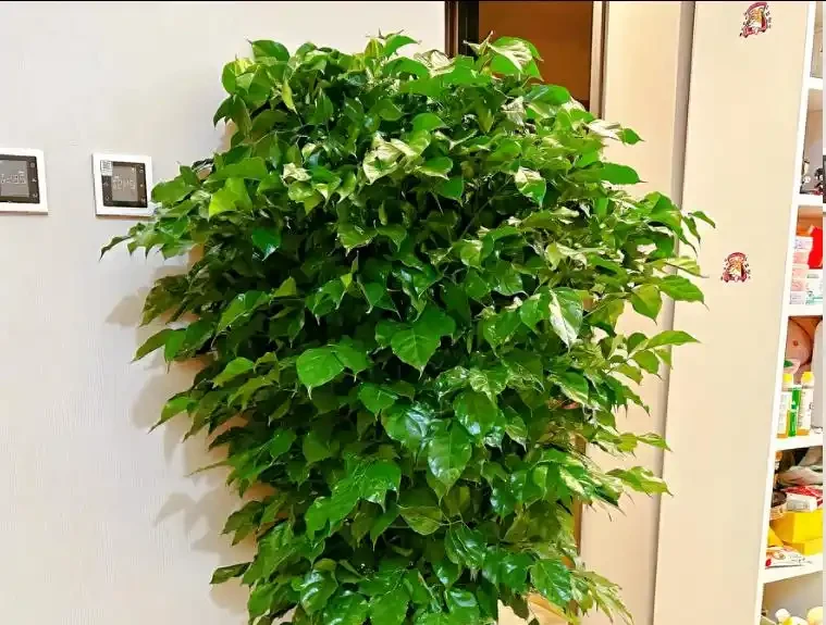 幸福樹徒長別愁!教你3招,株型緊湊,葉片翠綠