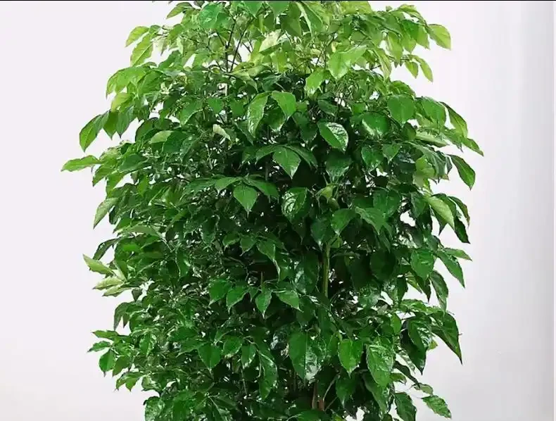 幸福樹徒長別愁!教你3招,株型緊湊,葉片翠綠