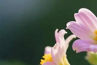 花離開水能活多久？3招延長觀賞期更真實