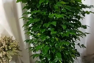 幸福樹光照養護指南：喜光怕暴曬，間接光才是最佳選擇
