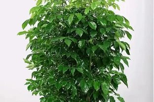 幸福樹徒長別愁！教你3招，株型緊湊，葉片翠綠