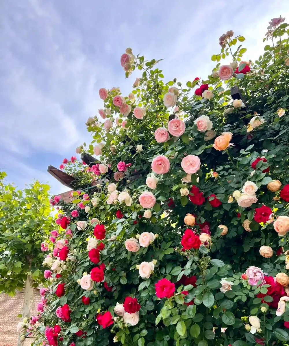 鄰居家花園365天花開不斷,秘密居然是這6種「打不死」的花!
