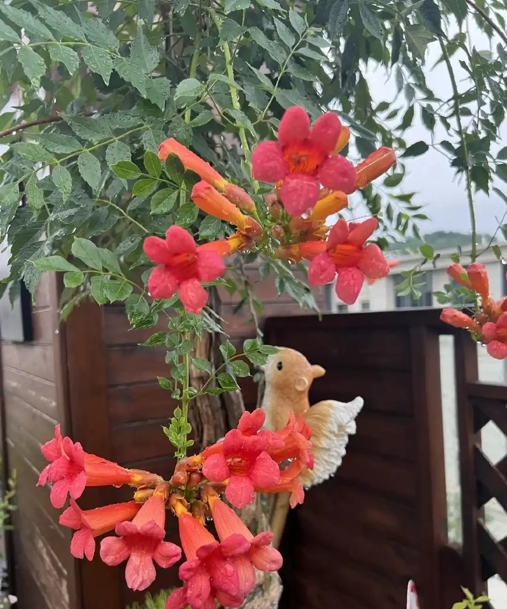 鄰居家花園365天花開不斷,秘密居然是這6種「打不死」的花!