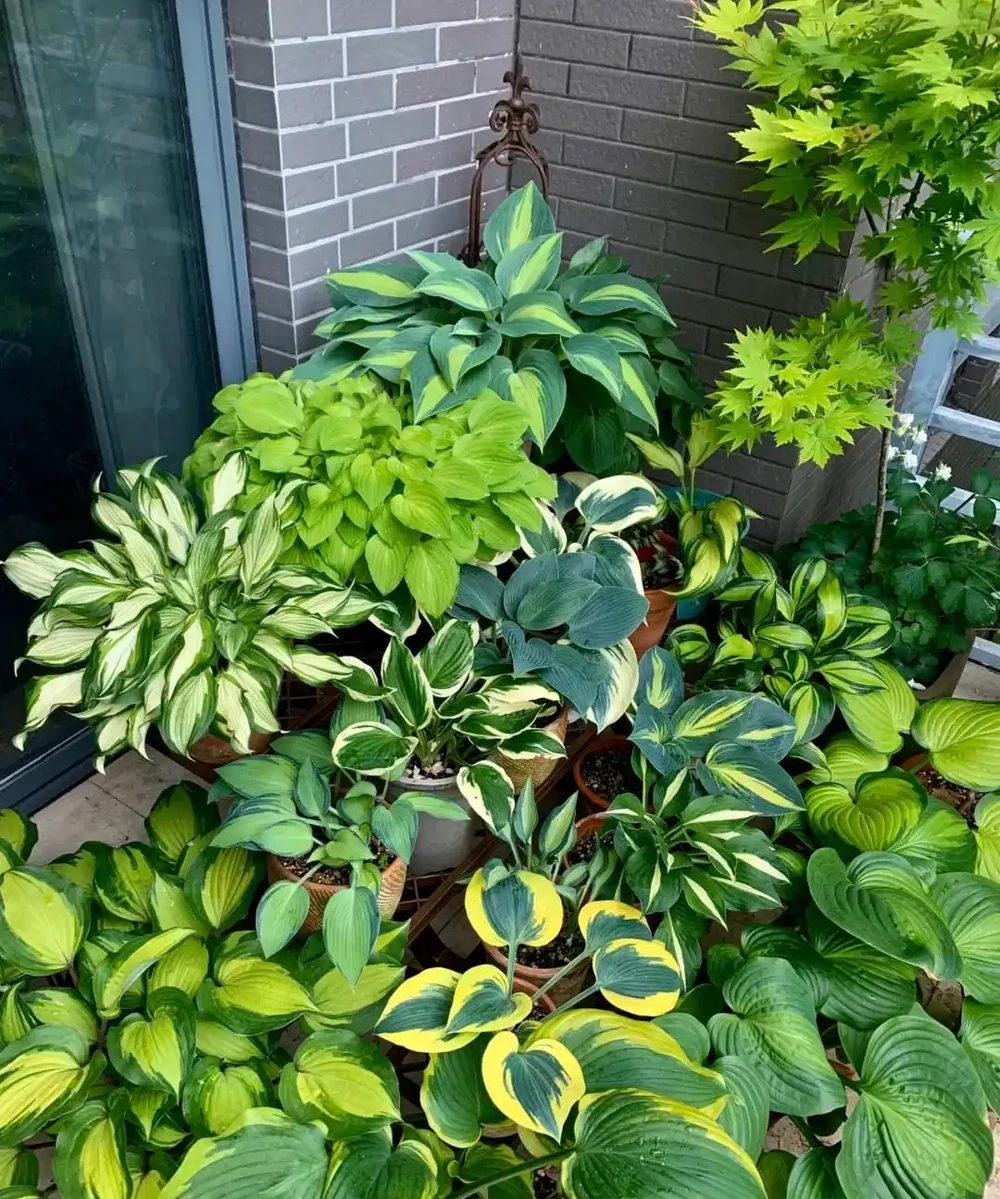 鄰居家花園365天花開不斷,秘密居然是這6種「打不死」的花!