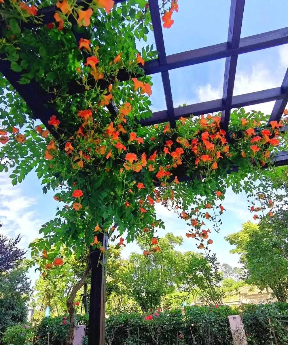 鄰居家花園365天花開不斷,秘密居然是這6種「打不死」的花!