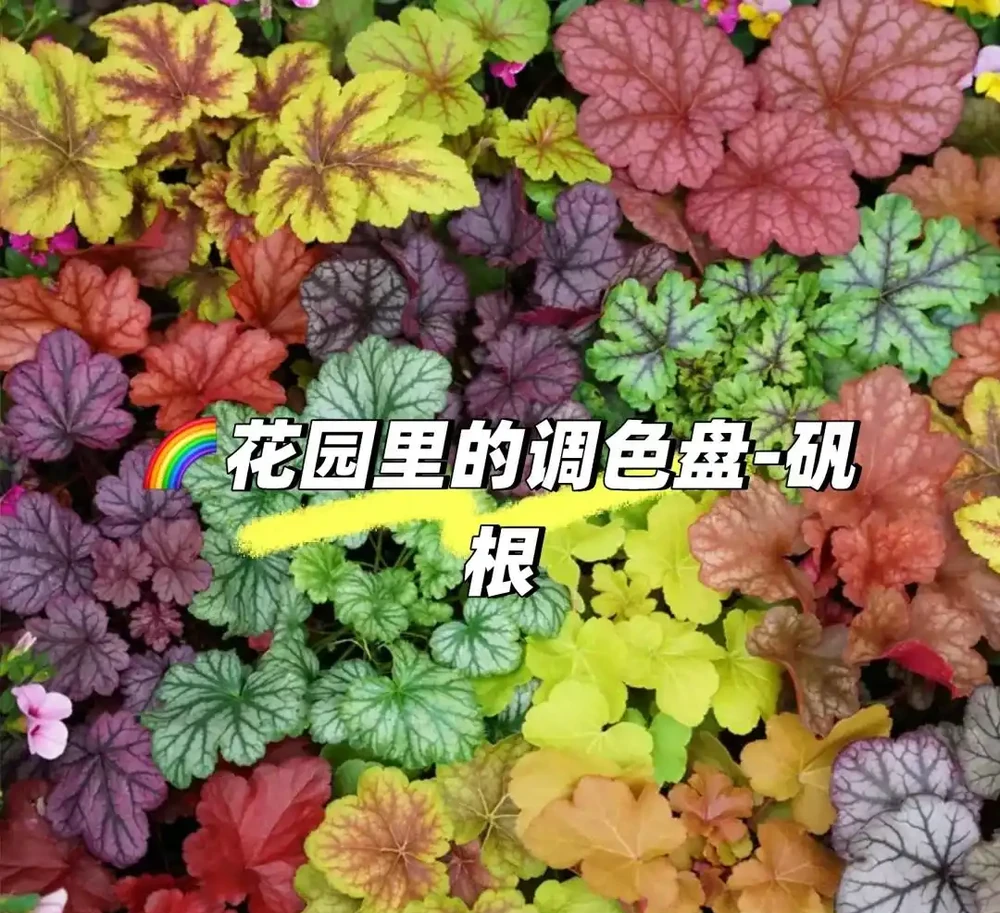 鄰居家花園365天花開不斷,秘密居然是這6種「打不死」的花!