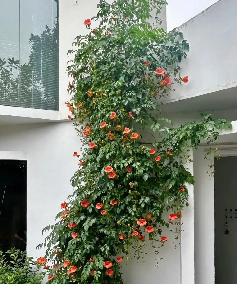 鄰居家花園365天花開不斷,秘密居然是這6種「打不死」的花!
