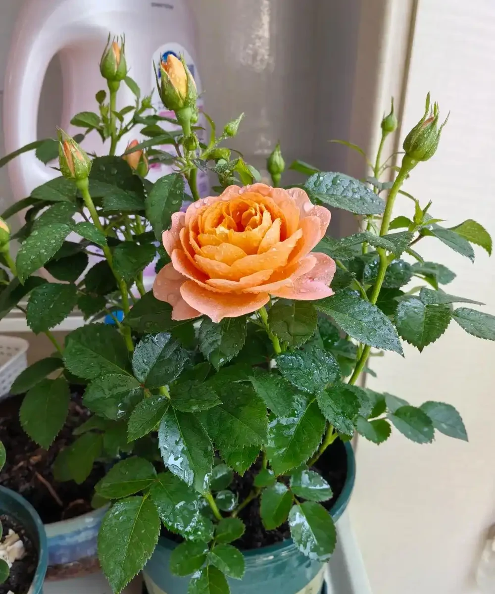 鄰居家花園365天花開不斷,秘密居然是這6種「打不死」的花!