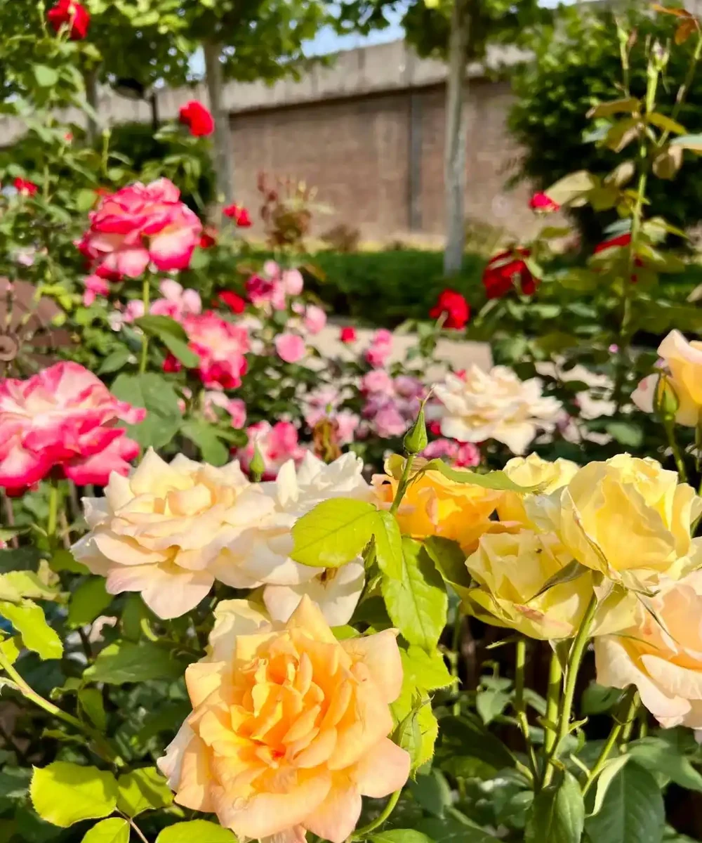 鄰居家花園365天花開不斷,秘密居然是這6種「打不死」的花!