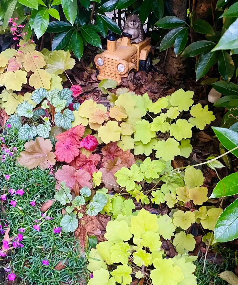 鄰居家花園365天花開不斷,秘密居然是這6種「打不死」的花!