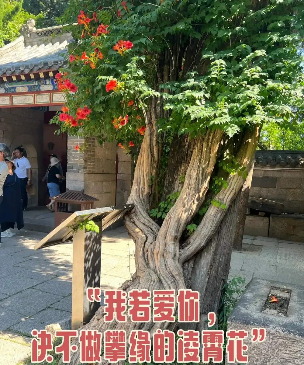 鄰居家花園365天花開不斷,秘密居然是這6種「打不死」的花!
