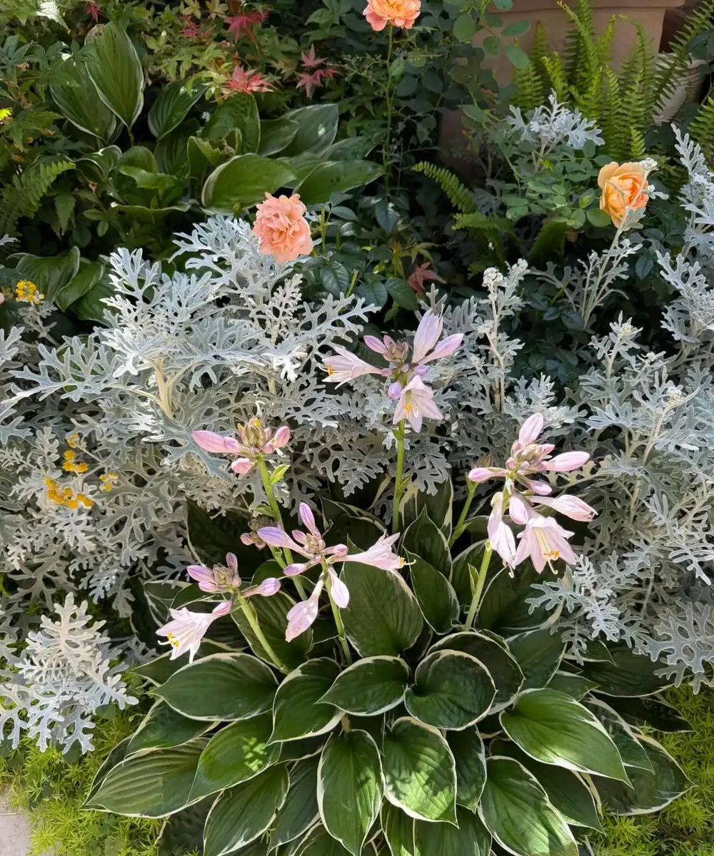 鄰居家花園365天花開不斷,秘密居然是這6種「打不死」的花!