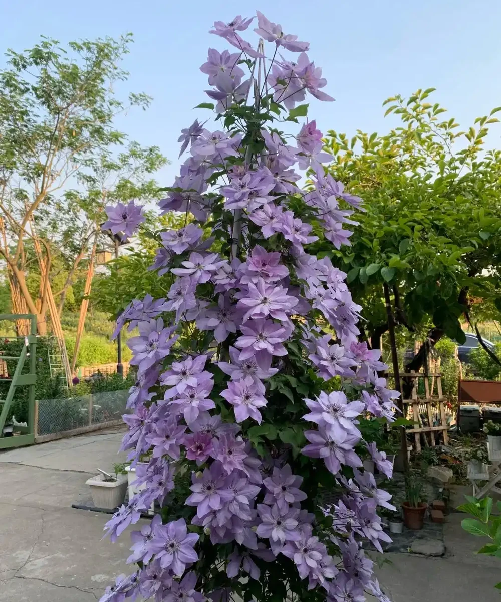 鄰居家花園365天花開不斷,秘密居然是這6種「打不死」的花!