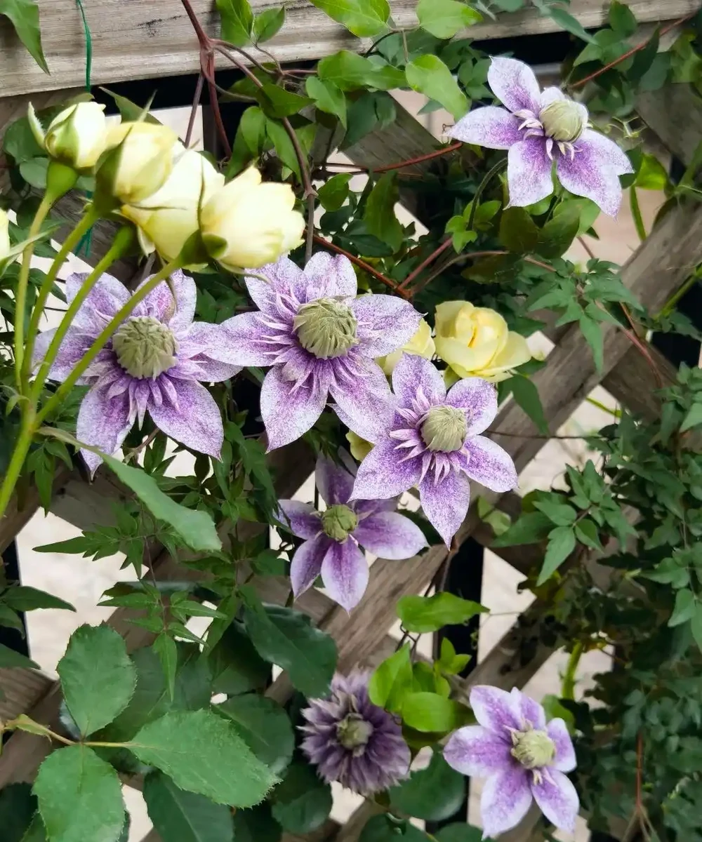 鄰居家花園365天花開不斷,秘密居然是這6種「打不死」的花!