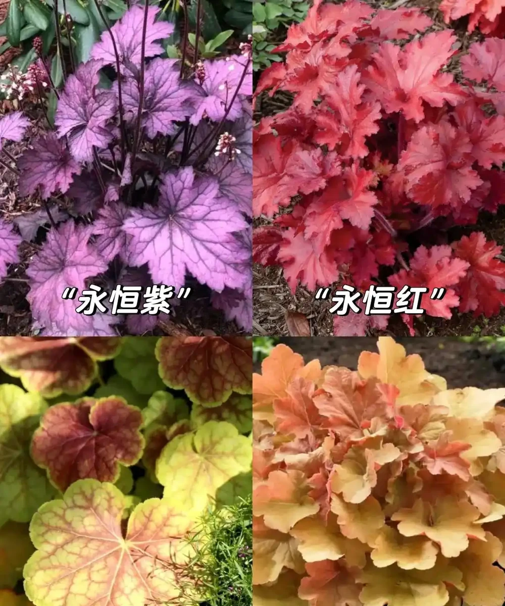 鄰居家花園365天花開不斷,秘密居然是這6種「打不死」的花!
