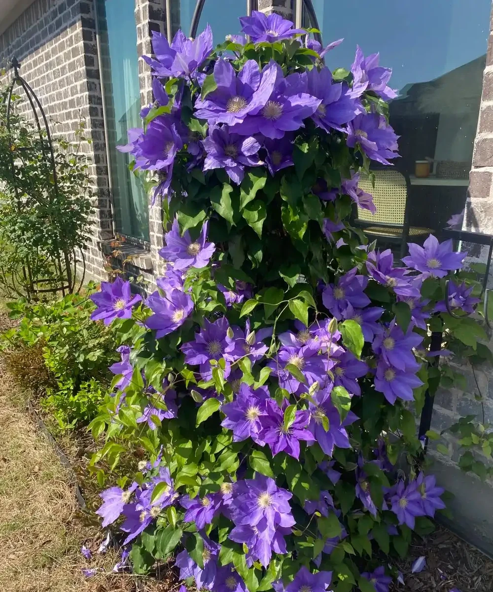 鄰居家花園365天花開不斷,秘密居然是這6種「打不死」的花!