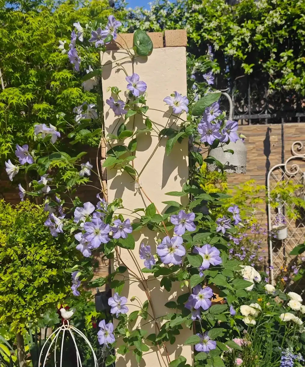 鄰居家花園365天花開不斷,秘密居然是這6種「打不死」的花!