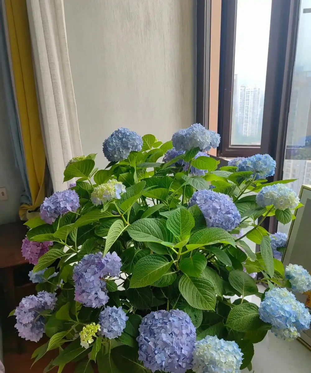 鄰居家花園365天花開不斷,秘密居然是這6種「打不死」的花!