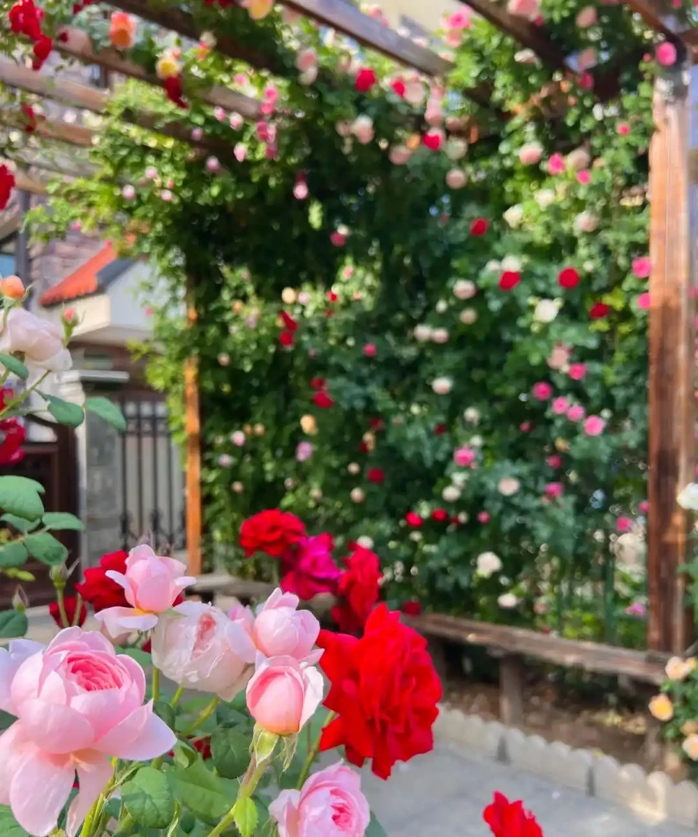 鄰居家花園365天花開不斷,秘密居然是這6種「打不死」的花!