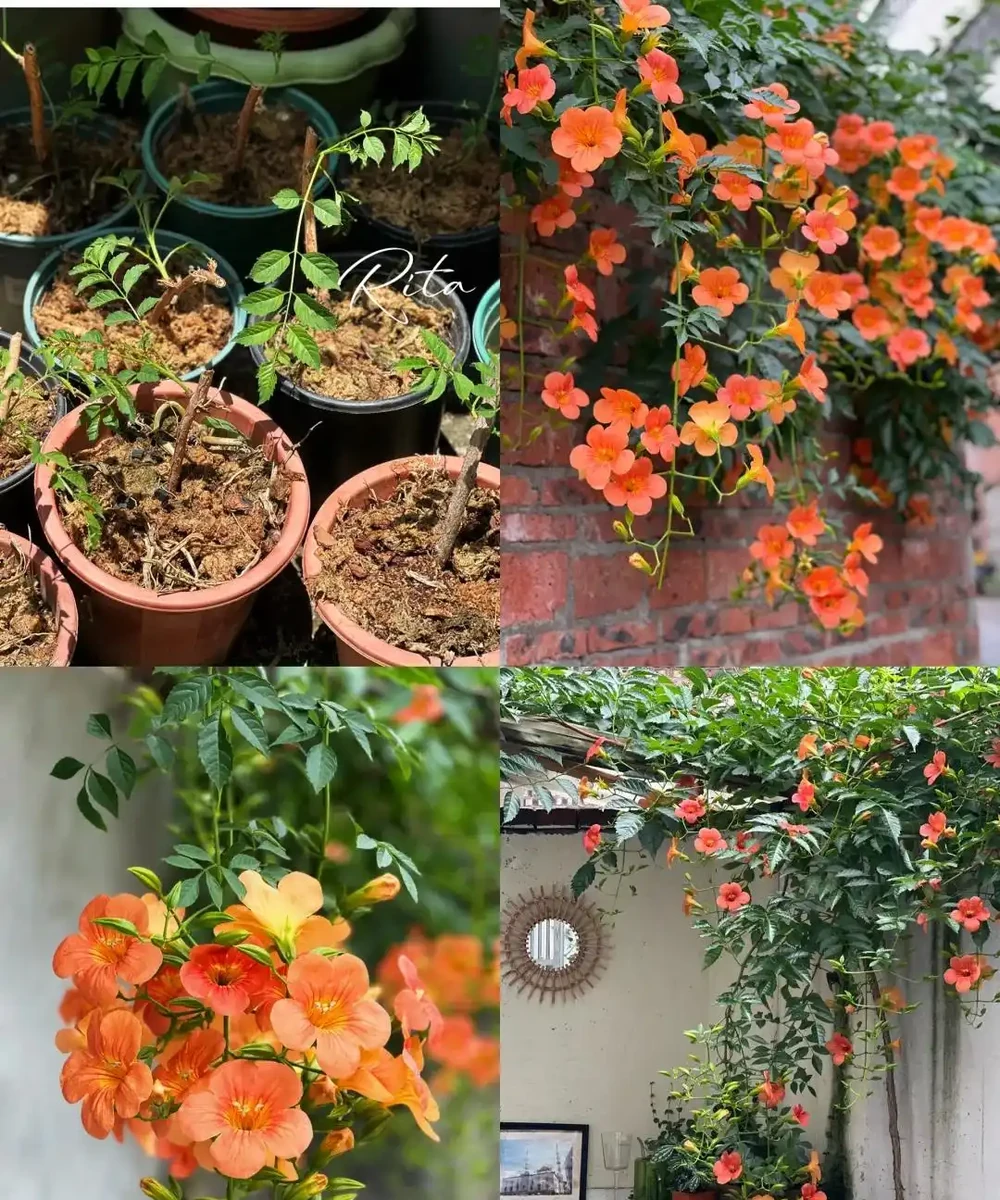 鄰居家花園365天花開不斷,秘密居然是這6種「打不死」的花!