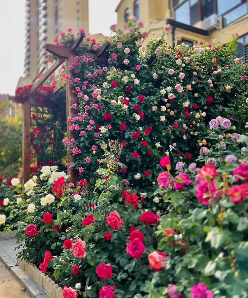 鄰居家花園365天花開不斷,秘密居然是這6種「打不死」的花!