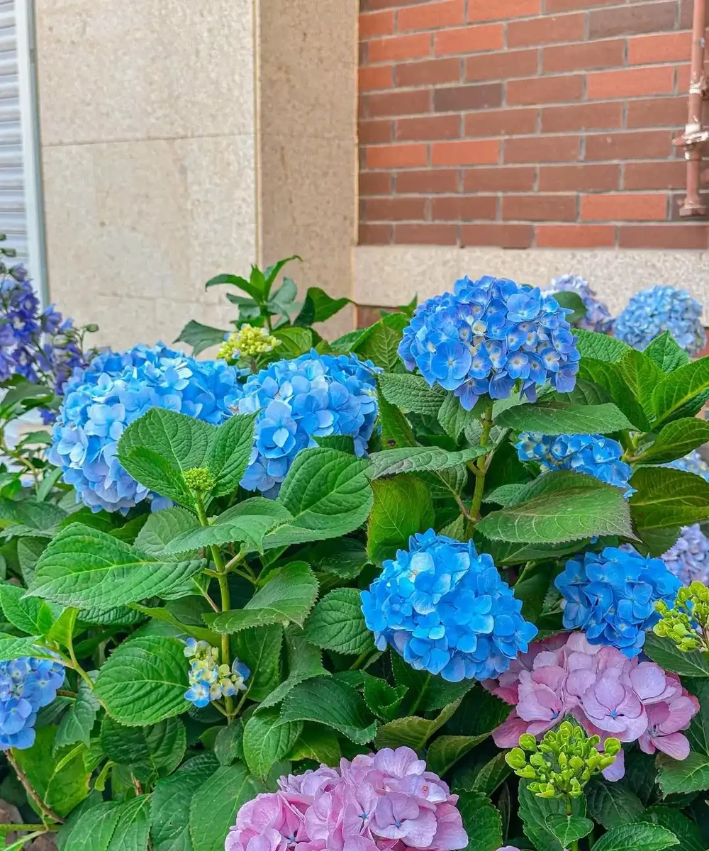 鄰居家花園365天花開不斷,秘密居然是這6種「打不死」的花!