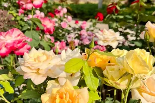 鄰居家花園365天花開不斷，秘密居然是這6種「打不死」的花！