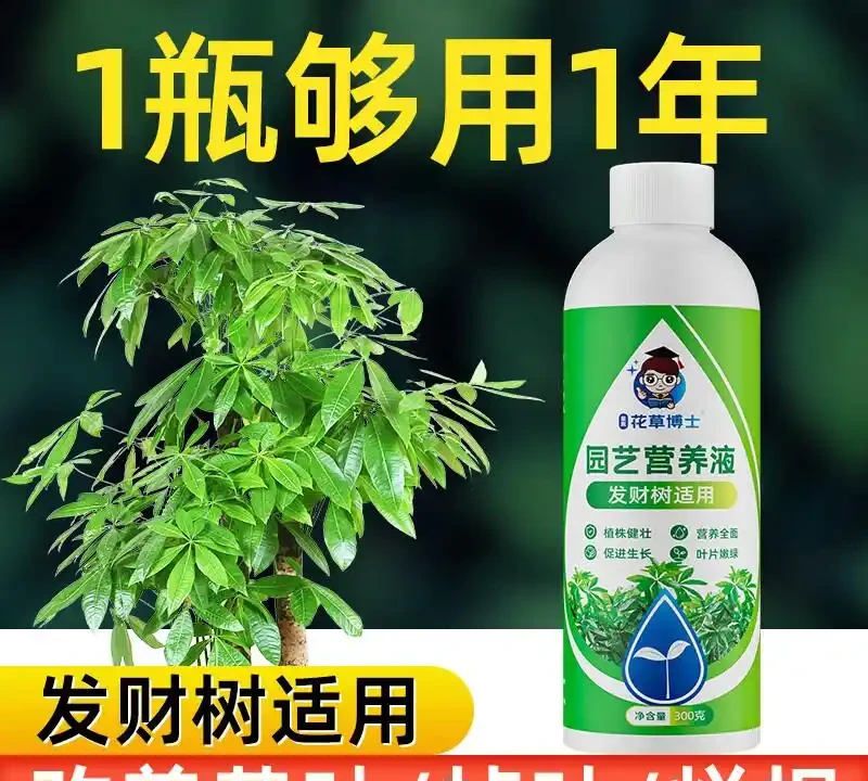 《小小一瓶發財樹專用濃縮營養液，憑啥能讓發財樹起死回生？》