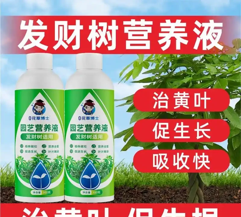 《小小一瓶發財樹專用濃縮營養液，憑啥能讓發財樹起死回生？》