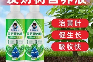 《小小一瓶發財樹專用濃縮營養液，憑啥能讓發財樹起死回生？》