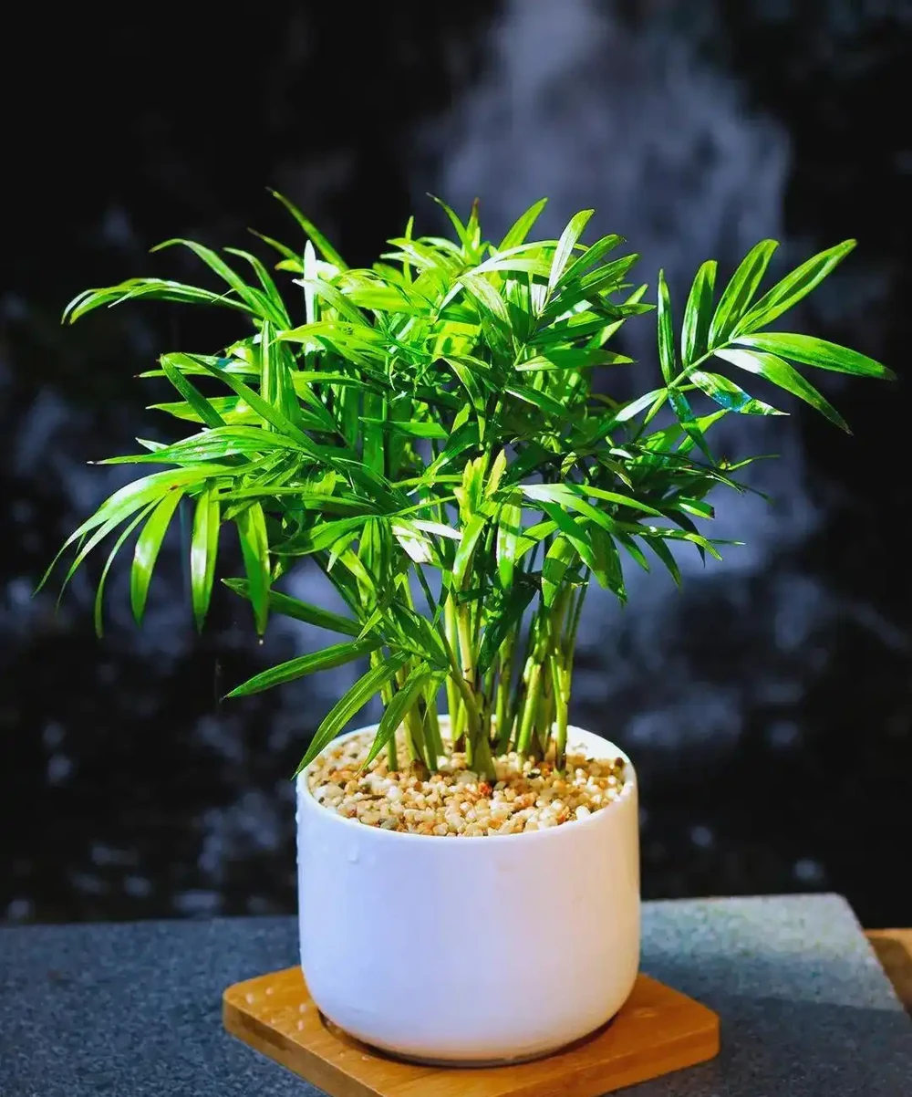廁所異味剋星(一):10種耐陰溼植物的除臭妙用