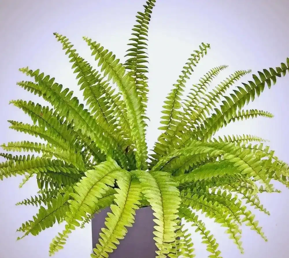 廁所異味剋星(一):10種耐陰溼植物的除臭妙用