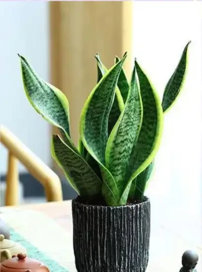 廁所異味剋星(一):10種耐陰溼植物的除臭妙用