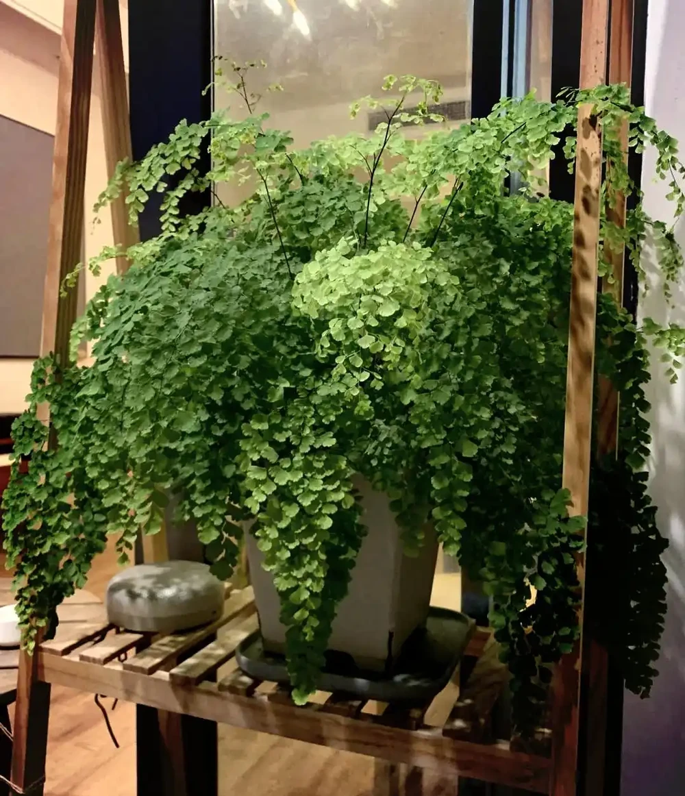 廁所異味剋星(一):10種耐陰溼植物的除臭妙用