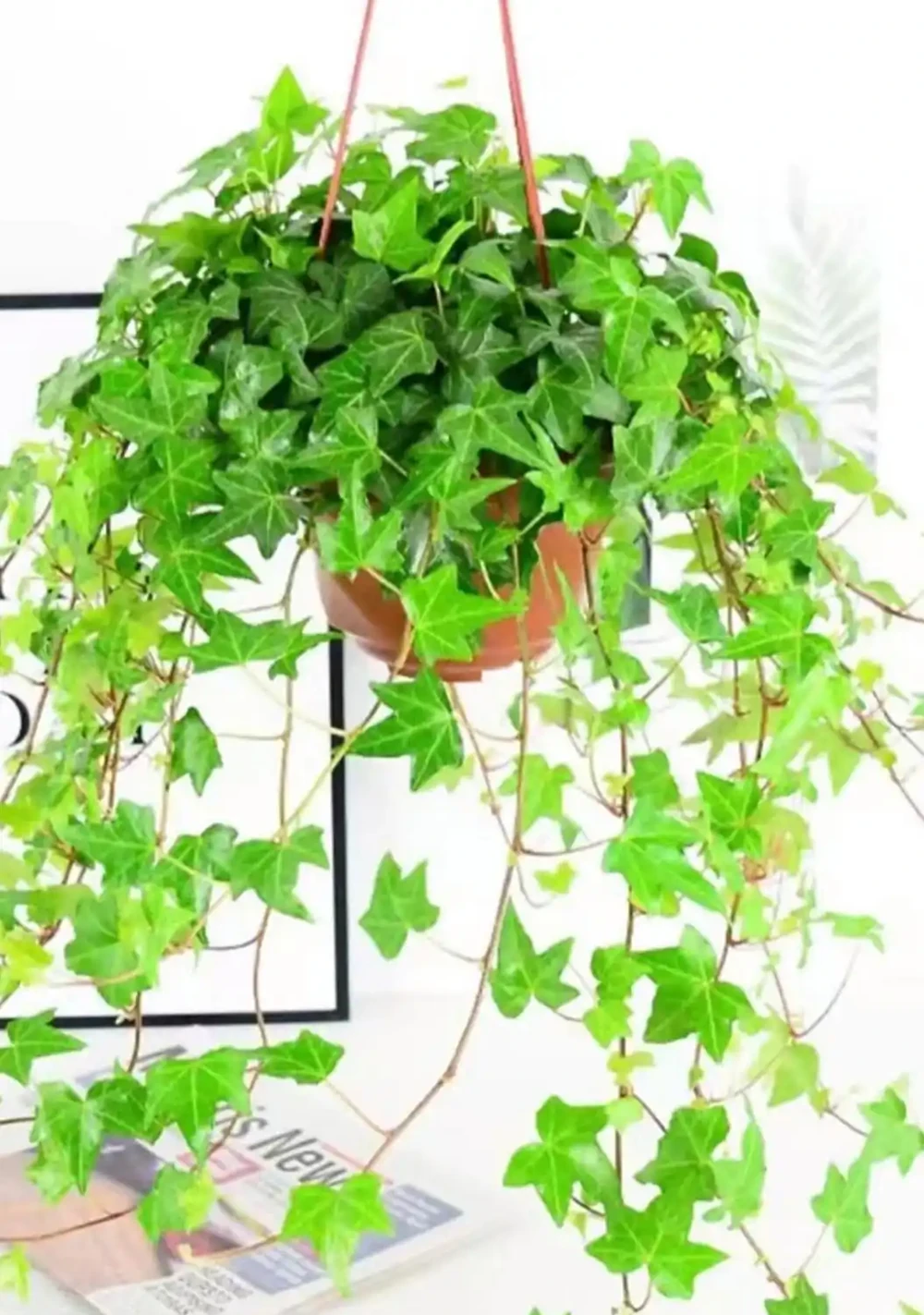 廁所異味剋星(一):10種耐陰溼植物的除臭妙用