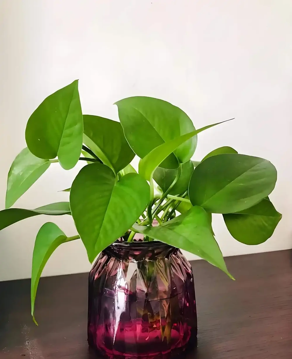廁所異味剋星(一):10種耐陰溼植物的除臭妙用