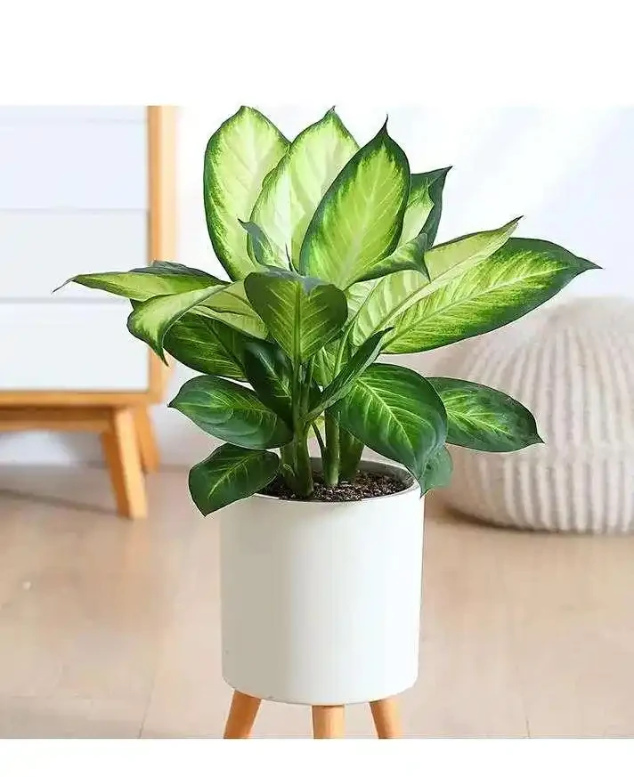 廁所異味剋星(一):10種耐陰溼植物的除臭妙用