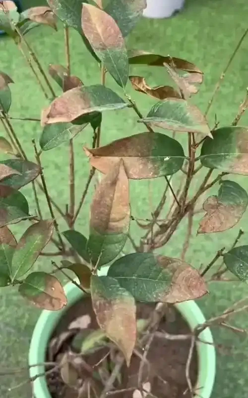 木樨葉尖枯焦急救指南:6大誘因與精準補救方案