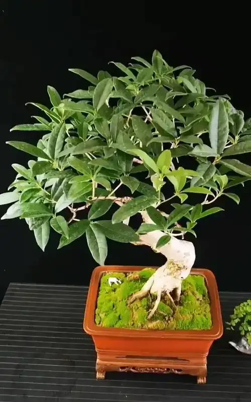 木樨葉尖枯焦急救指南:6大誘因與精準補救方案