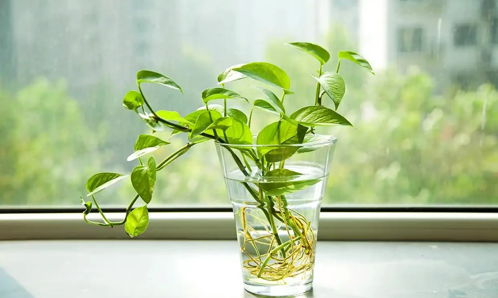 水耕黃金葛的葉片發黃是什麼原因?如何解決?