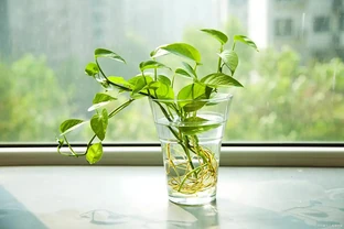 水耕黃金葛的葉片發黃是什麼原因？如何解決？