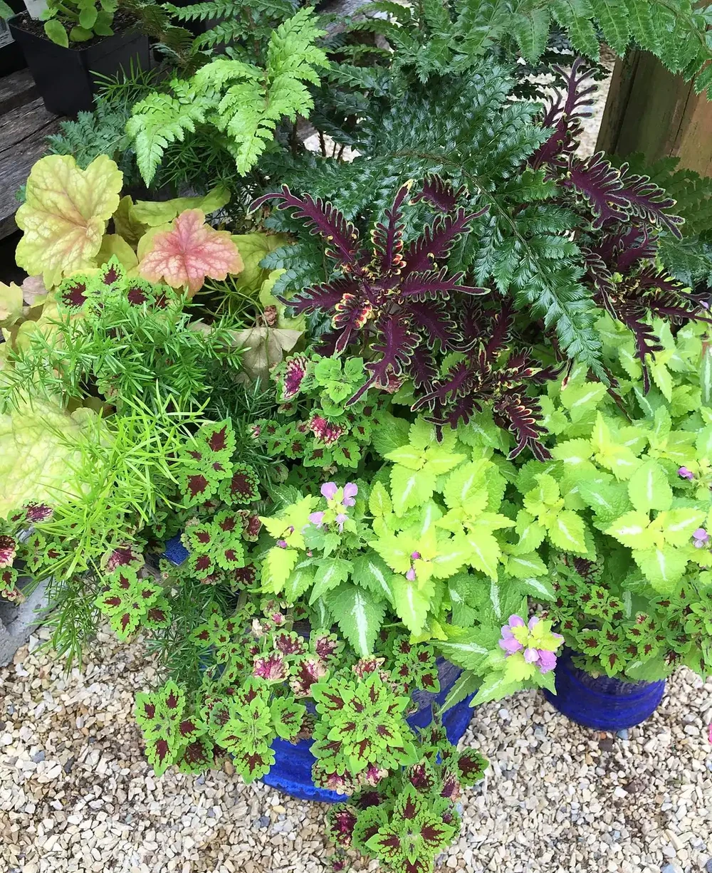不見陽光的室內適合養什麼植物？8種耐陰綠植清單：不見陽光的室內也能養，5招養出8種耐陰綠植，黃金葛虎尾蘭上榜