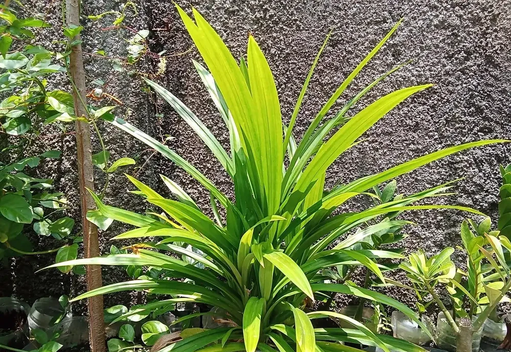 不見陽光的室內適合養什麼植物？8種耐陰綠植清單：不見陽光的室內也能養，5招養出8種耐陰綠植，黃金葛虎尾蘭上榜