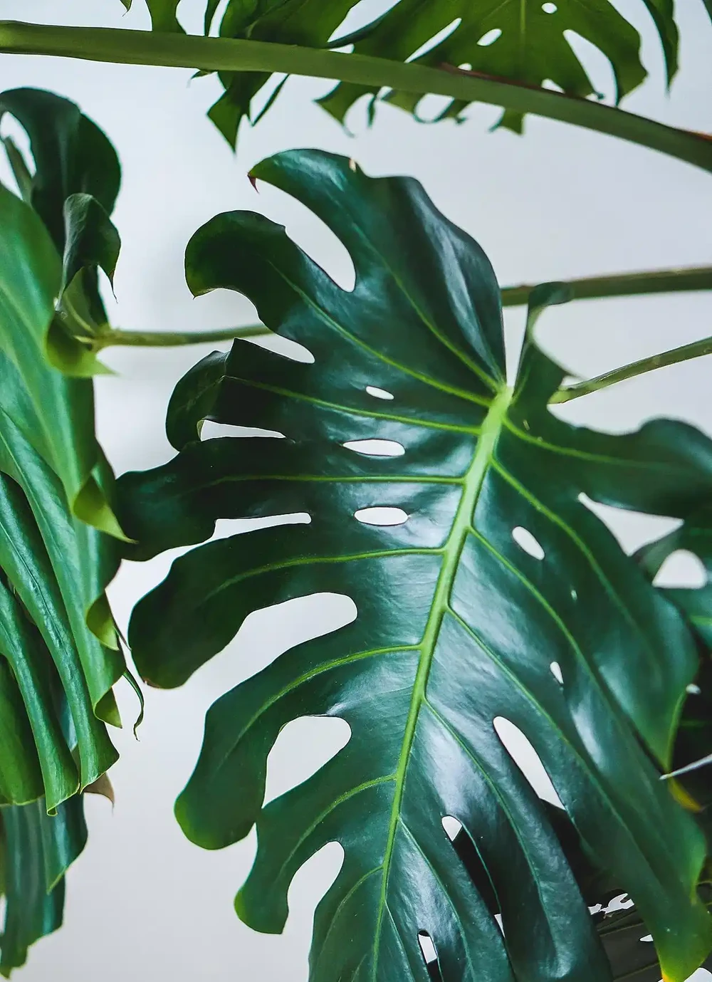不見陽光的室內適合養什麼植物？8種耐陰綠植清單：不見陽光的室內也能養，5招養出8種耐陰綠植，黃金葛虎尾蘭上榜