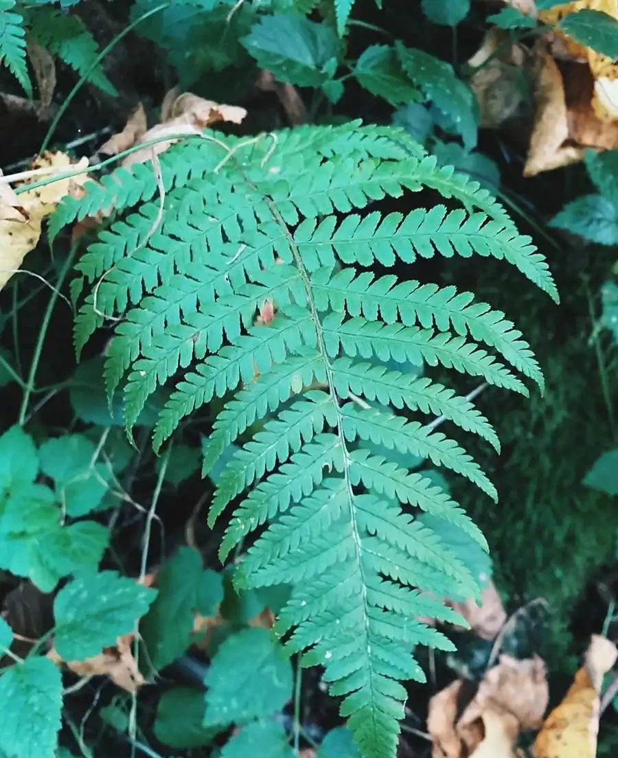 不見陽光的室內適合養什麼植物？8種耐陰綠植清單：不見陽光的室內也能養，5招養出8種耐陰綠植，黃金葛虎尾蘭上榜